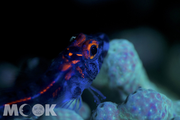 超特別的螢光海底生物。