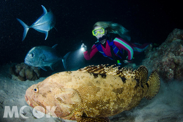 大堡礁瑰麗富饒的海底世界，是旅人們夢寐以求的海角樂園。 (圖／潛水王Divers Den，以下同)