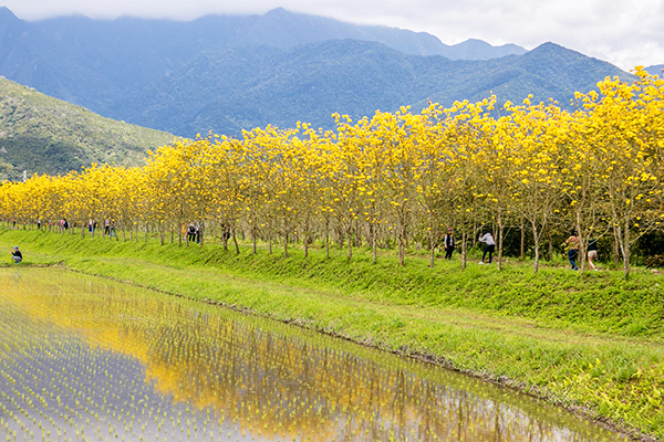 富源國中興泉圳金黃大道。 (圖／縱管處)