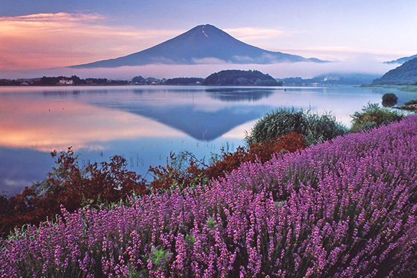 日本夢幻花毯絕景！富士山下絕美賞花名所