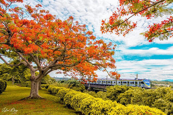 畢業季鳳凰花盛開！全台六大私房花海秘境