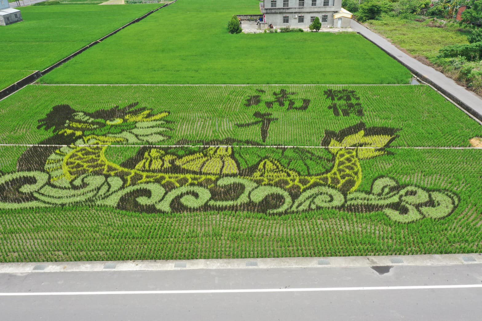 苗栗苑裡彩繪稻田已「粽情端午」為主題打造。（圖／愛情果園）