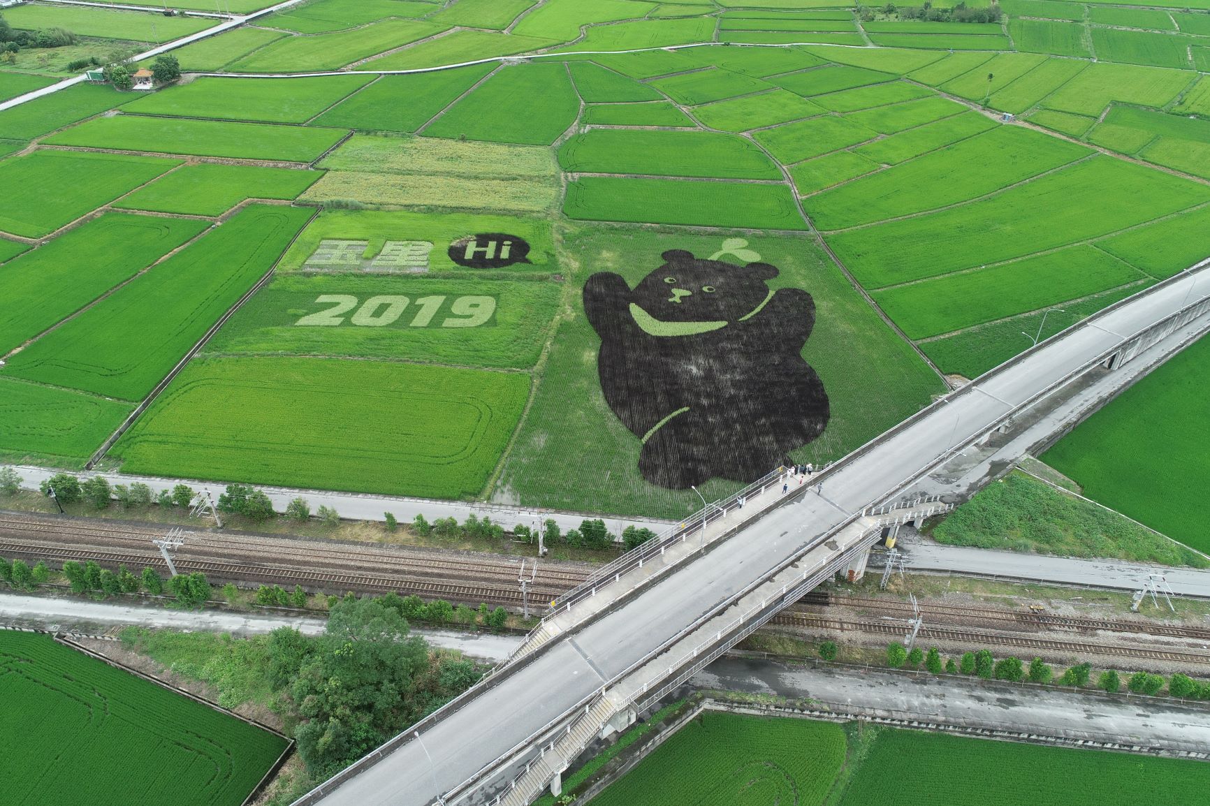 台灣黑熊保育協會與青農合作在花蓮玉里打造可愛的黑熊彩繪稻田。（圖／台灣黑熊保育協會）