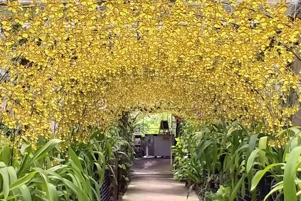 金雙甡花卉農場利用金黃色的文心蘭打造美麗的黃金花海隧道。（圖／金雙甡花卉農場）