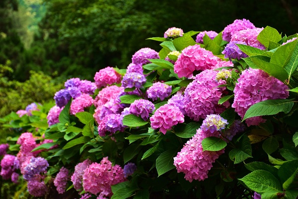 杉林溪的繡球花品種繁多，五顏六色鮮豔燦爛，美不勝收。