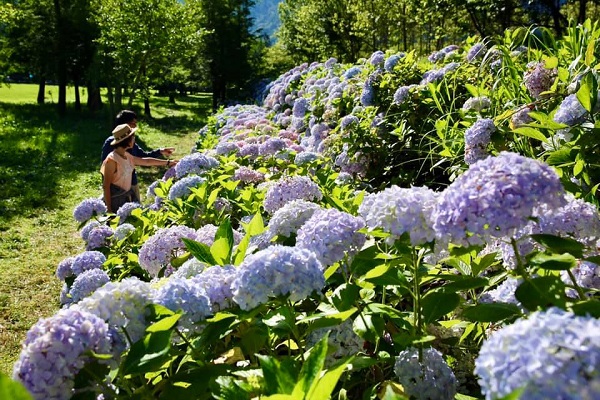 武陵農場中繡球花正值花期綻放。（圖／武陵農場，以下同）