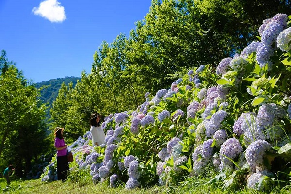 武陵農場繡球花預計綻放至七月底。