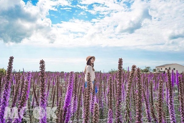 中社花市一年四季都有漂亮的花海可賞，現多種粉紫色花卉綻放，甚是夢幻。（圖／zuzuchu10）