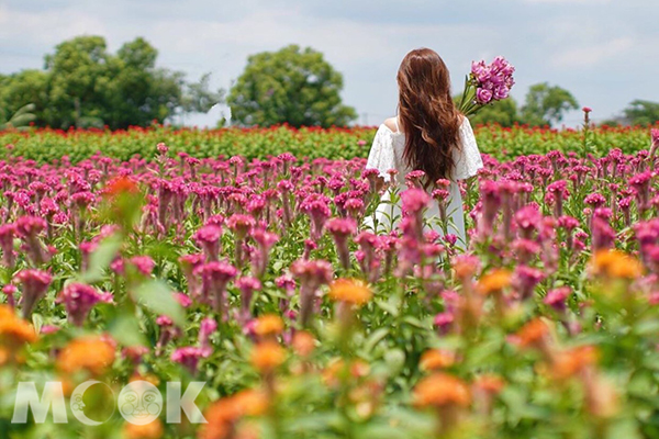 七夕彰化花季除了薑荷花海，雞冠花更不能錯過。 (圖／yuxin_ling)