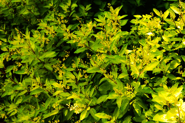 金英樹花朵雖小但其數量繁多，被稱為黃金雨。