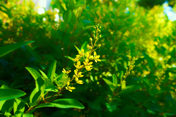 金英樹終年常綠花期長，從春天至秋天均會開花。