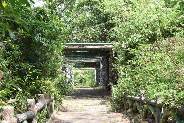 四湖鄉三條崙生態豐富。