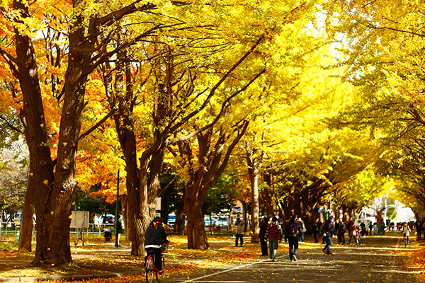 許多旅客秋冬旅遊北海道賞花，北海道大學是北海道有名的賞銀杏景點。（圖／北海道大學）