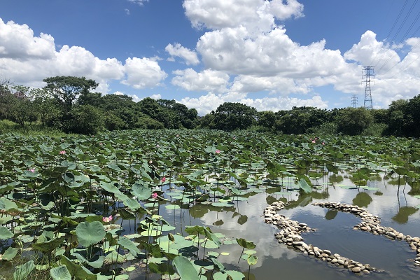 炎熱的夏季正是荷花綻放的時候，位於新北市河濱公園的大漢溪濕地，大片荷花池正值花季盛開，吸引不少網友前來拍照打卡。