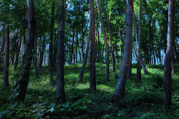 青木原森林。 (圖／photo-AC)
