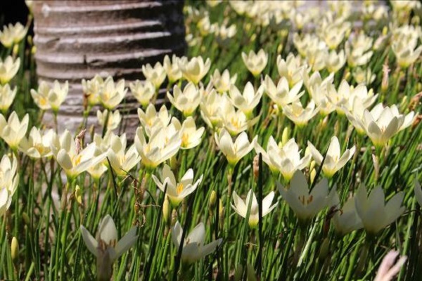 士林官邸公園內因著四季氣候變換有不同品種花卉可賞。（圖／臺北市政府工務局公園路燈工程管理處，以下同）