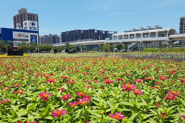 淡海輕軌旁大片花海正綻放中。（圖／新北市政府，以下同）