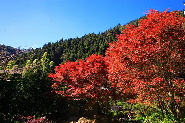 全台第一抹紅出現在杉林溪。 (圖／愛上杉林溪)