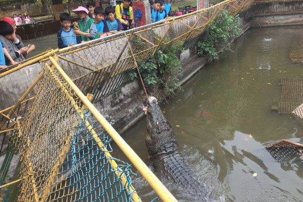 鱷魚餵食秀。 (圖／不一樣鱷魚生態農場)