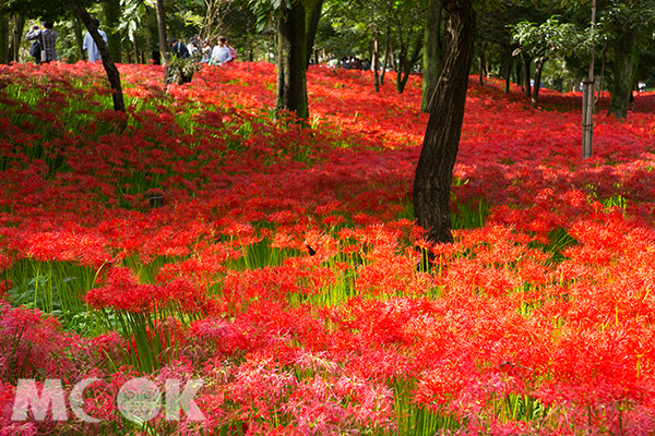 位在埼玉縣神秘火紅的花海。