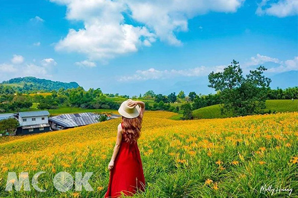 賞金黃花海不只花東！全台五大金針花美拍景點