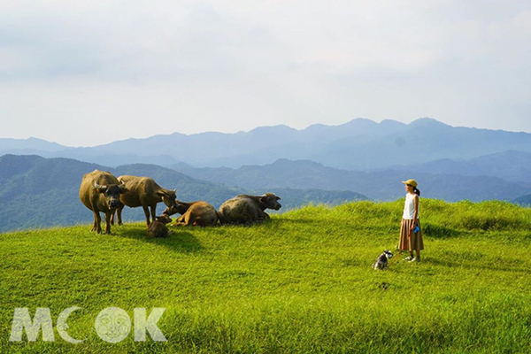 桃源谷遼闊的草原上牛隻悠閒地吃草，享受被療癒的時光。（圖／arielhu218）