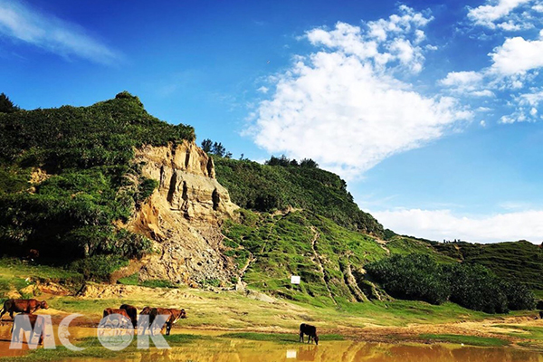 林口水牛坑，牛群在峭土岩壁下的草皮吃草，悠閒又奇特的景色。（圖／yuxin_ling）