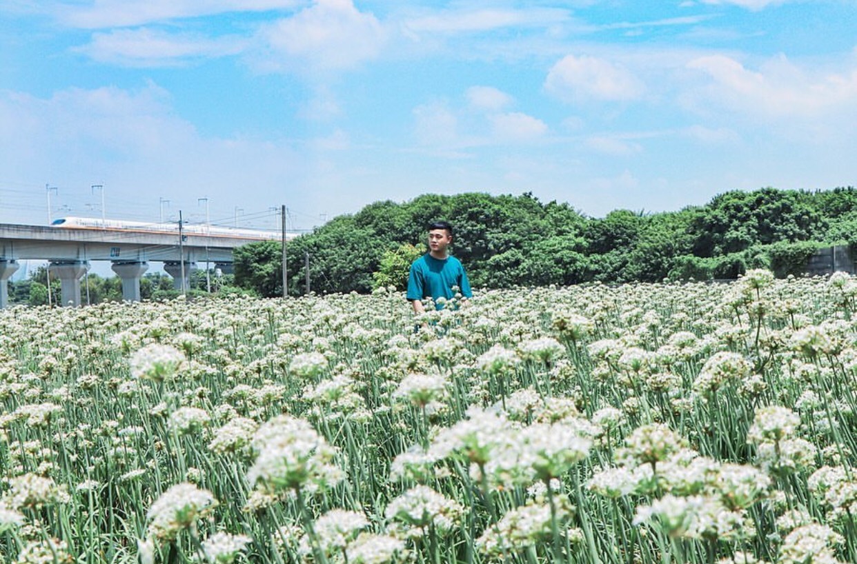 秋天不能錯過的九月雪，韭菜花海。 (圖／frank.0915)