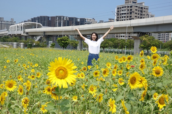 稼日蒔光基地向日葵大片，令人心曠神怡。