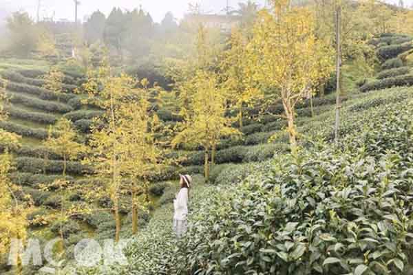 銀杏森林大拍夢幻美照！搭配茶園秘境賞絕美雲海