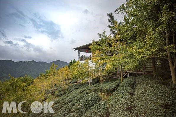 大崙山銀杏森林旁的景觀茶園，瀰漫著茶香。(圖／yuzee.tw)