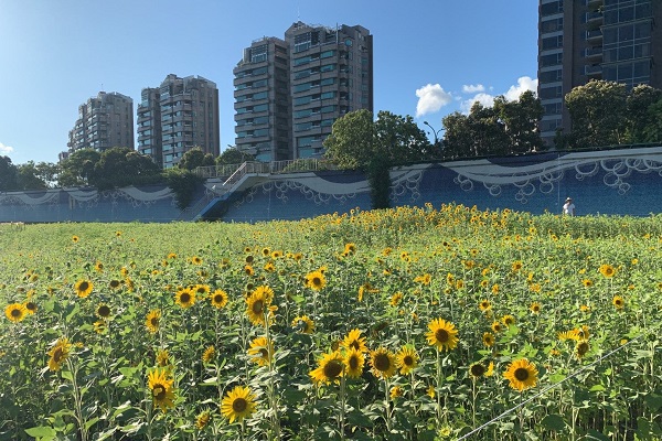 美堤河濱公園旁的金黃向日葵花海近滿開。（圖／水利工程處，以下同）