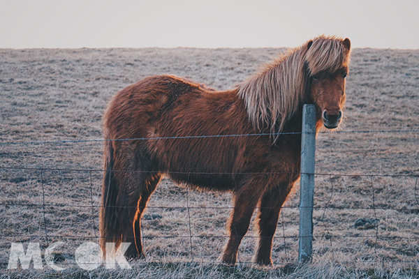 萌度爆表的冰島馬。