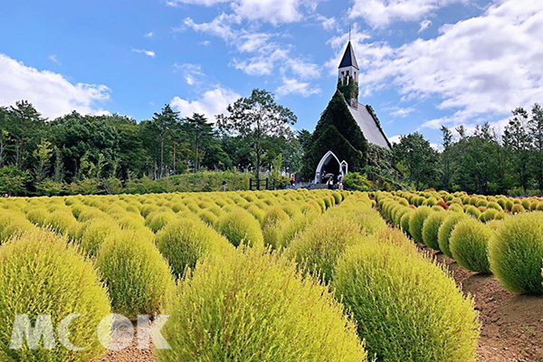 搭配教堂的圓滾滾掃帚草，十分有北陸風情。 (圖／yuxin_ling，以下同)