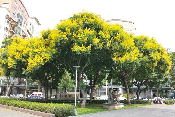 台中豐樂公園大片台灣欒樹開出金黃花海。（圖／台中市政府，以下同）