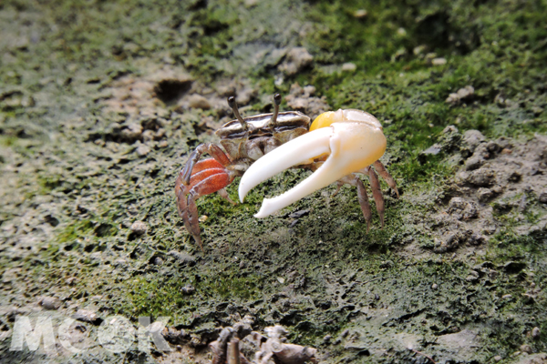 在援中港濕地目前已發現十種招潮蟹。(照片提供/援中港溼地)