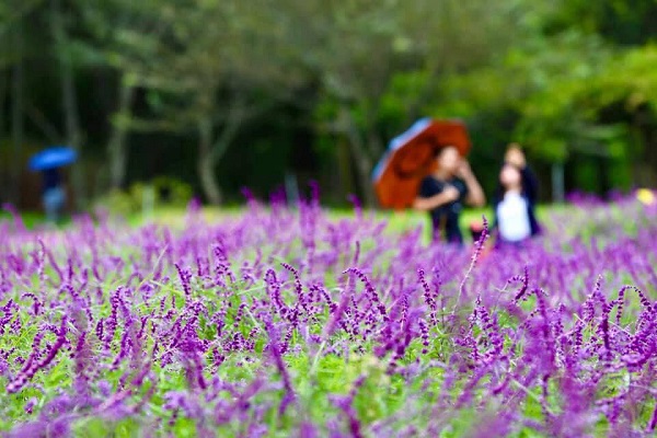 武陵農場粉紫色鼠尾草花海盛開。（圖／武陵農場，以下同）