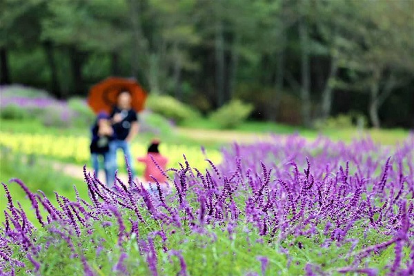浪漫粉紫色鼠尾草綻放於武陵農場入口處。