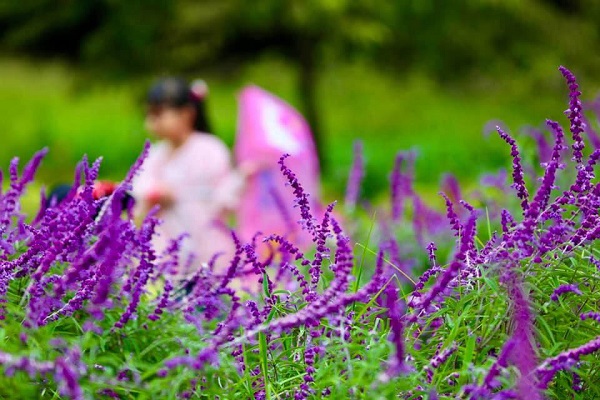 粉紫色花海簇擁，成為期間限定美拍打卡熱點。