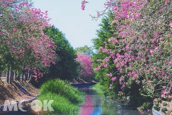 北斗河濱公園兩側開出一片粉紅花海，宛如置身異國。（圖／3more_hi4，以下同）