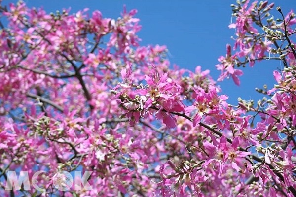 美人樹開出粉紅花海，形成一片浪漫景色。