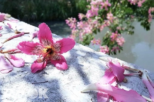 美人樹每逢秋日開出美麗粉嫩的花朵，為秋天蕭瑟的色彩中增添一抹嬌嫩。