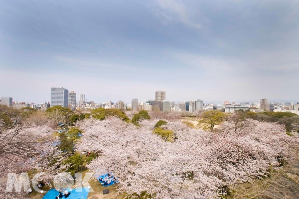 福岡的舞鶴公園擁有百年歷史古蹟，同時擁有上千株櫻花綻放而醞釀出優雅的氛圍。