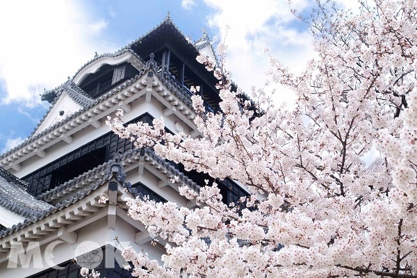 日本九州古城之一的熊本城內800株櫻花佇立其中，讓這座古城增添高雅氣息。