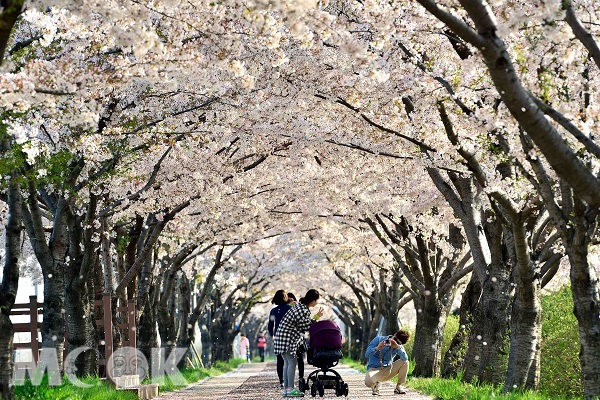 釜山三樂生態公園被評為「韓國最美的100條道路」，澎湃的「鎮海櫻花」令人陶醉。