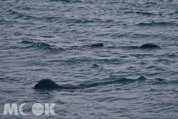 還幸運地遇到了可愛的海豹。