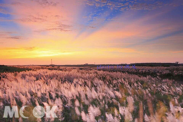 八掌溪秋芒花海夕陽。 (圖／陳滿足)