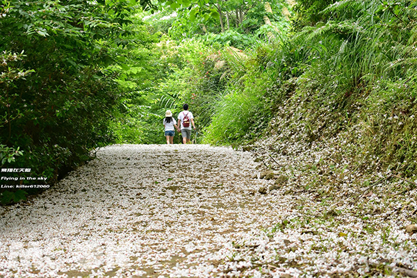 神棹山桐花步道平日是居民熱愛的登山路線。 (圖／飛翔在天際)