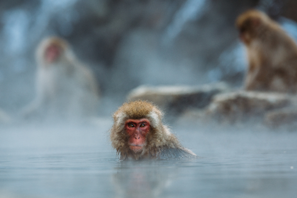 長野山地獄谷，因為可以看到喜歡泡溫泉的雪猴而聲名大噪。 (圖／Steven Diaz on Unsplash）