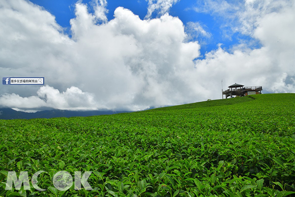 藍天白雲搭配翠綠的茶園，風景如畫。 (圖／漫步在雲端的阿里山)